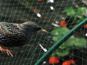Bird Nets Made in Korea